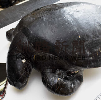 珍しい「クロウミガメ」網に　漁業者から資料館へ(2021-08-27)