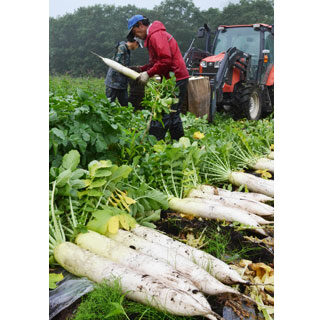 ほくげん大根収穫ピーク(2021-08-04)