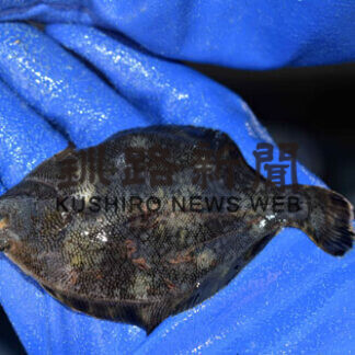 マツカワ稚魚５万匹放流　根室と別海に(2021-09-01)