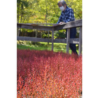 厚岸町郷土館前庭でアッケシソウ赤く色づく(2021-09-19)