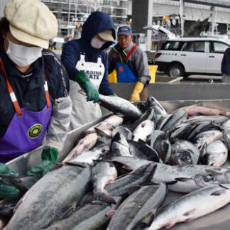 根室３港でも秋サケ水揚げ、初日は１２・５㌧(2021-09-05)