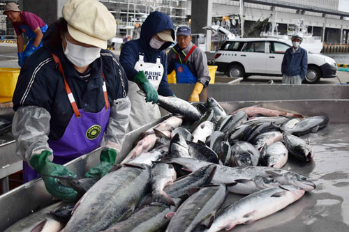 根室3港でも秋サケ水揚げ、初日は12・5㌧(2021-09-05)