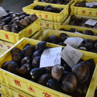 ホッキけた引き網漁始まる(2021-09-04)