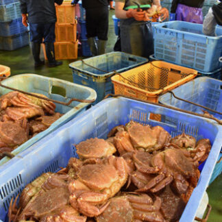 毛ガニ今季初水揚げ　かご漁 昨年の３倍１．８㌧(2021-09-03)