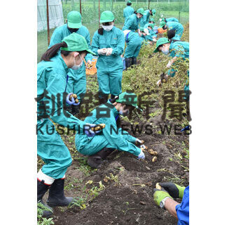 給食用ジャガイモ豊作　標茶高で収穫、今年も提供へ(2021-09-12)