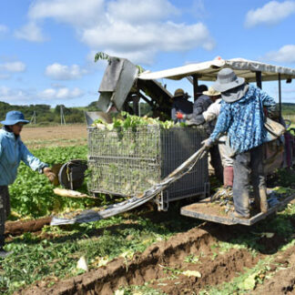 ダイコン試験栽培、初収穫　新規就農目指し農業支援員・矢部さん(2021-09-14)