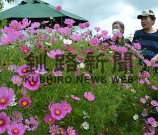 初秋彩るコスモス見頃　厚岸・のんき村(2021-09-12)