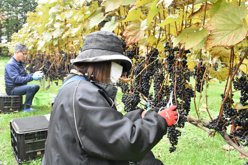 ブドウ収穫「来年楽しみ」 蕎麦作り研究会がワイン造り開始(2021-10-29)
