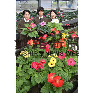 丹精込めた花いかが　別海高あすから販売(2021-10-05)