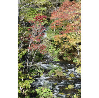 阿寒湖温泉周辺で紅葉見頃(2021-10-12)