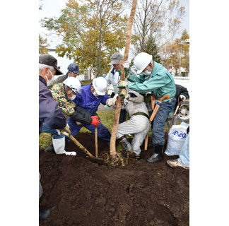 新種のサクラ「幣舞義美八重」　柳町公園に植樹　(2021-10-29)