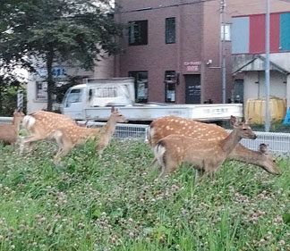 市街地のエゾシカ出没増加、飛び出し事故に注意(2021-11-10)