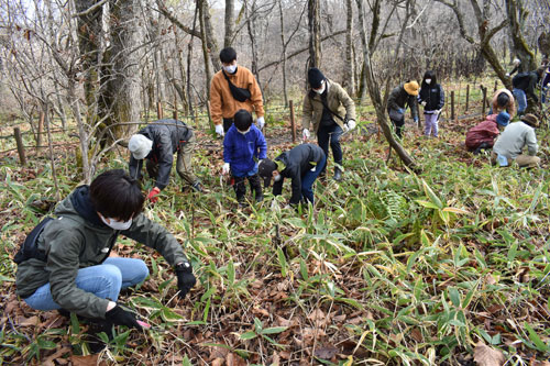 武佐の森でミヤコササ刈り取り 学生など参加(2021-11-08)
