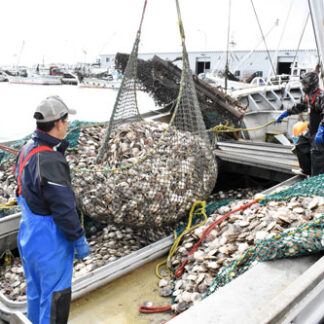 後期ホタテ漁 初日８５㌧　水揚げ量、順調な滑り出し　標津漁協(2021-11-16)