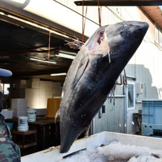 くしろまるが熟成本マグロブロック２日から販売(2021-11-29)