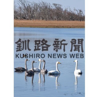 オオハクチョウ風蓮湖飛来2000羽超(2021-11-17)