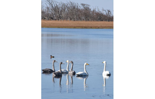 オオハクチョウ風蓮湖飛来2000羽超(2021-11-17)