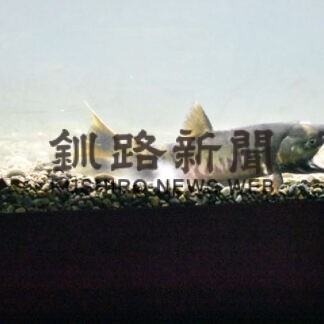 標津サーモン科学館でシロザケの産卵展示(2021-11-04)