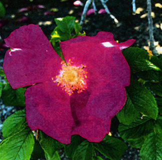 町花ハマナス制定50年　化粧品原料として栽培も_1(2021-11-03)