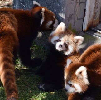 釧路市動物園で双子のレッサーパンダ公開(2021-11-24)