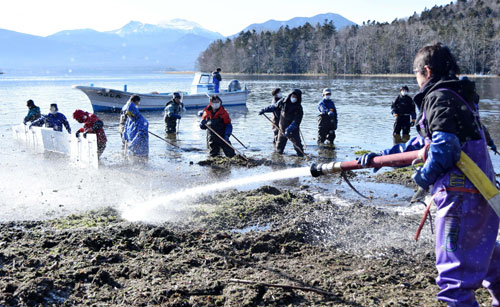 阿寒湖の打ち上げられたマリモ湖内へ(2021-12-10)