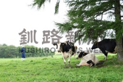 有機飼料認証された８７㌶の草地に放牧される乳牛たち