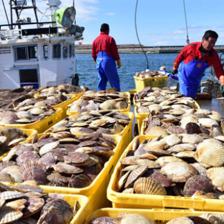 石垣市長 ホタテ漁場再生「積極支援」(2021-12-16)