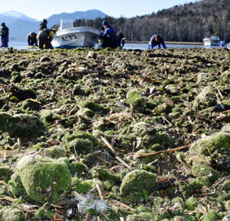阿寒湖の打ち上げられたマリモ湖内へ_1(2021-12-10)