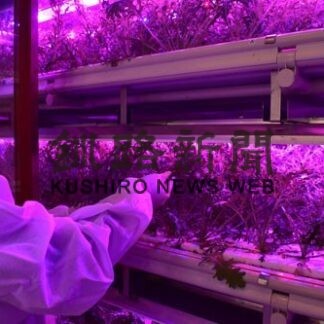 ＣＤＦ、ＬＥＤで水菜水耕栽培(2022-02-25)