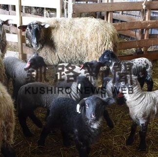 子羊元気いっぱい　出産シーズン到来(2022-02-23)