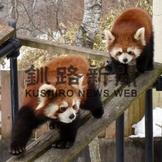 双子のレッサーパンダ、兄「リム」弟「レラ」に命名(2022-02-28)