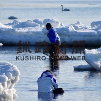 氷塊とオオハクチョウ背にアサリ手掘漁(2022-02-13)