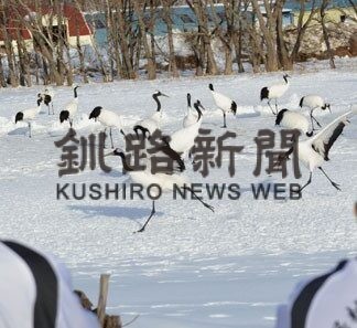 タンチョウ 過去最多1525羽　越冬分布調査　鶴居村全体の43.5％(2022-03-05)