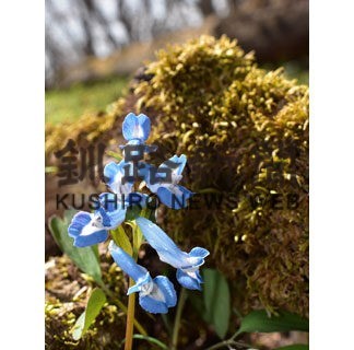 春の草花、色とりどり　東梅自然学習林で見頃(2022-05-01)