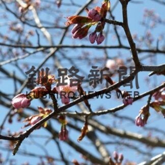 釧路でサクラ開花　標本木変更後、平年より８日早く(2022-05-10)