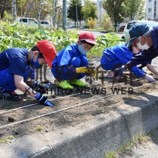白樺を花いっぱいに　附属児童らキンレンカの種植え(2022-05-25)