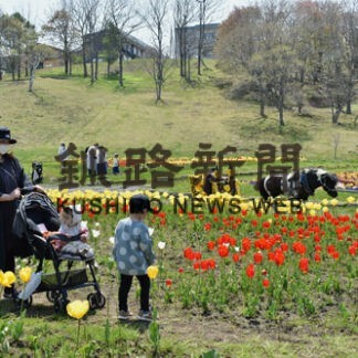 チューリップ１万本鮮やか　２２日までフェア(2022-05-22)