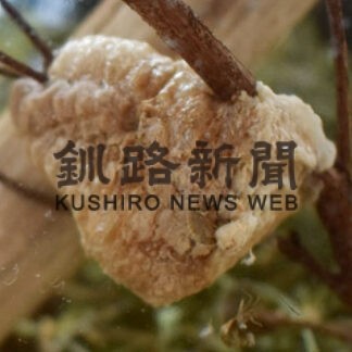 オオカマキリ ふ化し成長　釧路の向さん宅、悠成君が飼育係_1(2022-05-29)