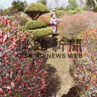 〝岡村さんツツジ〟開花の便り　今週末見頃迎え(2022-05-19)