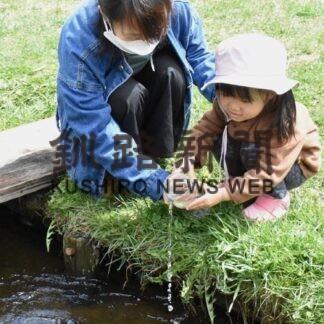 シロザケ稚魚放流、鮭のぼりも　標津サーモン科学館(2022-05-04)