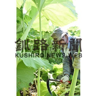 音別ふき蕗団、今季初収穫　直売できょうから販売(2022-05-19)