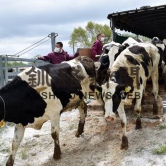 たくさん食べて育って　釧路市新野牧場で入牧始まる(2022-05-24)
