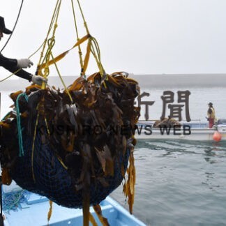 東部漁協でサオマエコンブ漁始まる(2022-05-27)