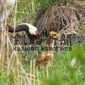 タンチョウひなすくすく　鶴公園が営業再開_1(2022-05-20)