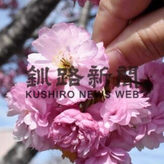 ツルキクサクラ銘板、市内２カ所に設置_1(2022-05-17)