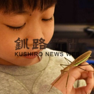 オオカマキリ ふ化し成長　釧路の向さん宅、悠成君が飼育係(2022-05-29)