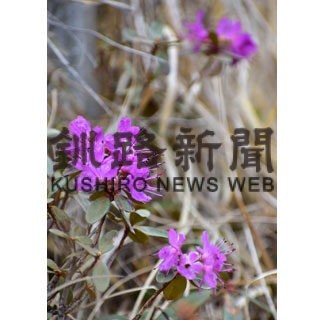 「サカイツツジ」落石の森で見頃(2022-05-21)