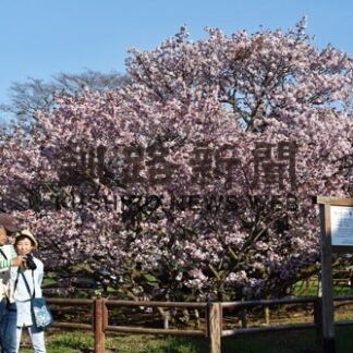 チシマザクラ野付小で見頃　観光客らにぎわう(2022-05-11)