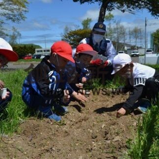 ヒマワリ種まき、交通安全願う　音別小「絆プロジェクト」(2022-06-07)