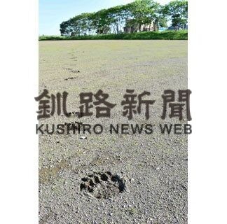 旧柏陵中でクマ足跡、住民に注意呼び掛け(2022-06-26)